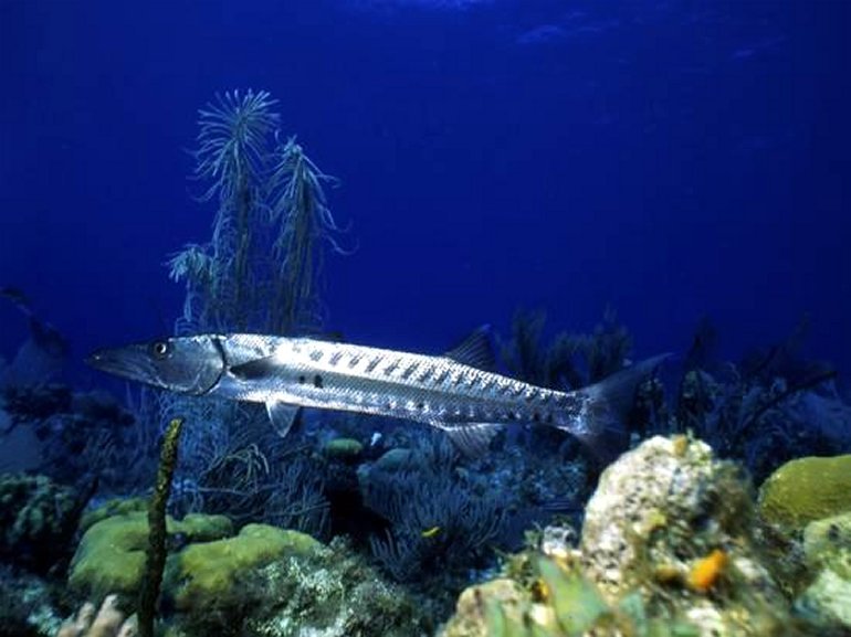 Barracuda, Cayman Brac, Cayman Islands